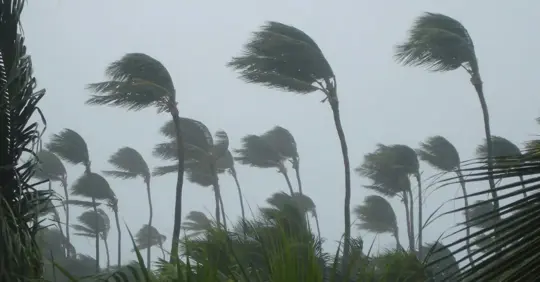 palm trees blowing in storm